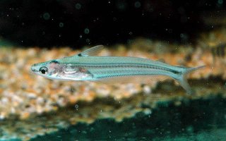MINI SHARK (Pseudeutropius moolenburhae)
