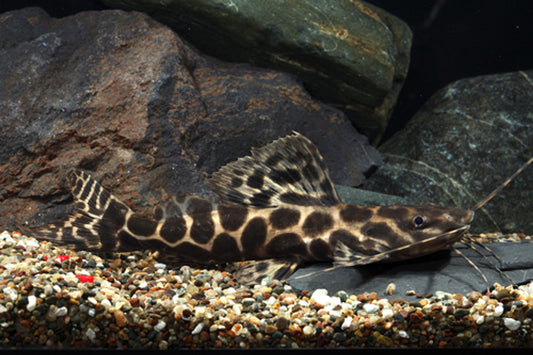 MARBLE ACHARA CATFISH (Leiarius marmoratus)