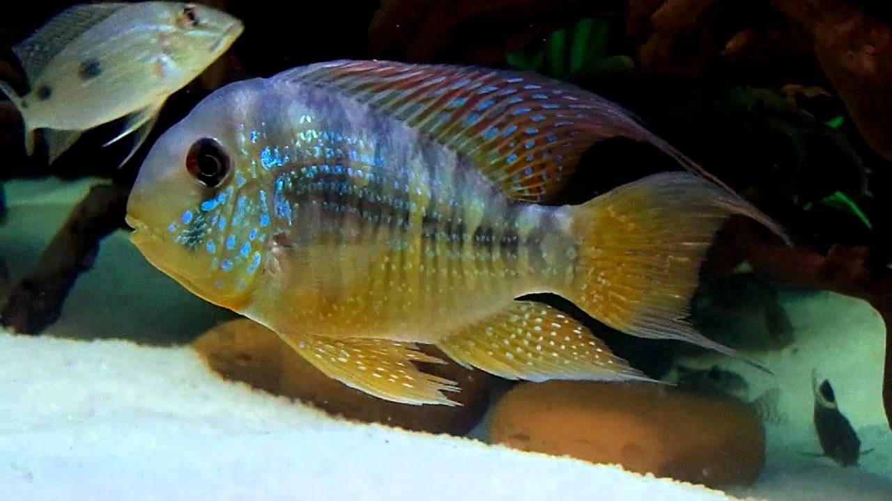 GEOPHAGUS BALZANI (Gymnogeophagus balzanii) 2.5"