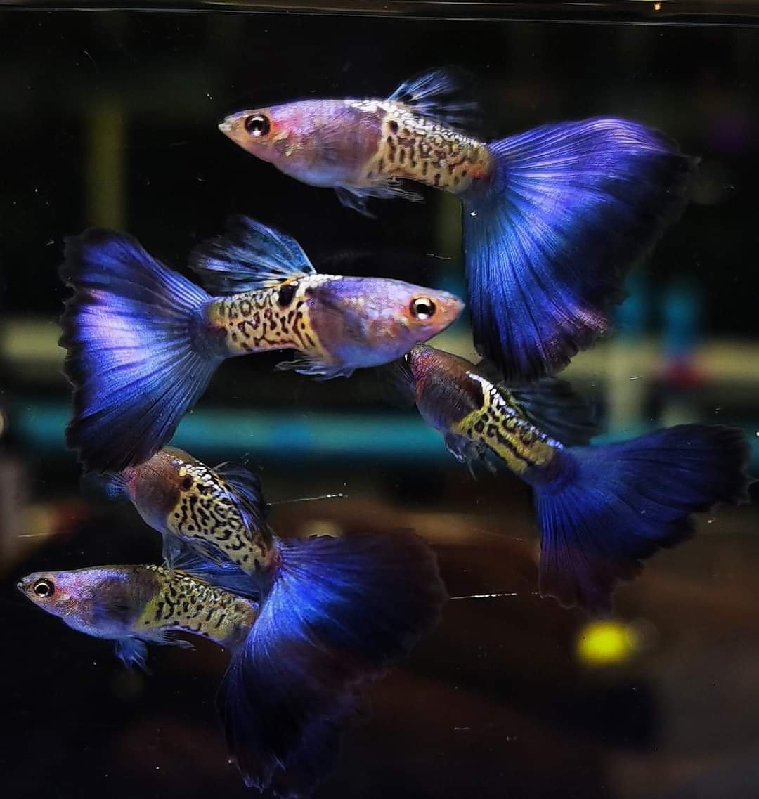 GUPPIES METAL SNAKESKIN BLUE TAIL PAIRS (Poecilia reticulata)
