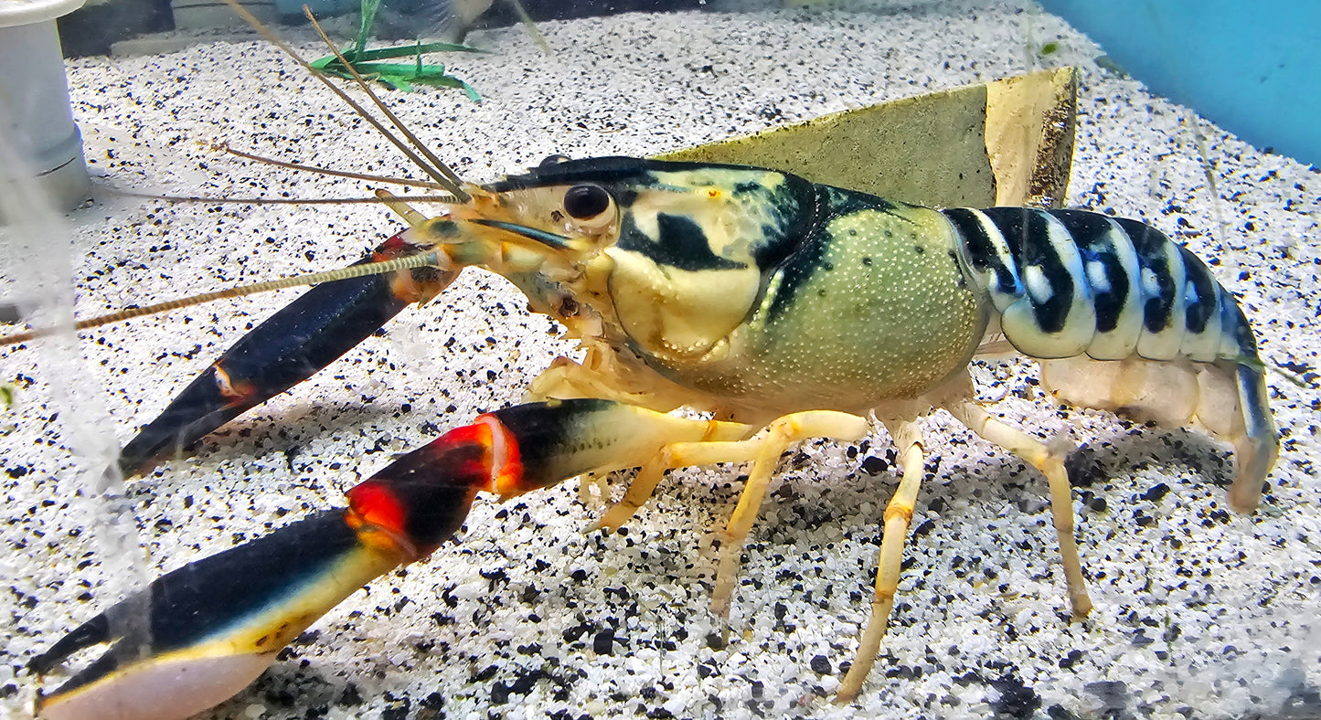PAPUAN PEACOCK CRAYFISH (Cherax .sp Peacock) *RARE*