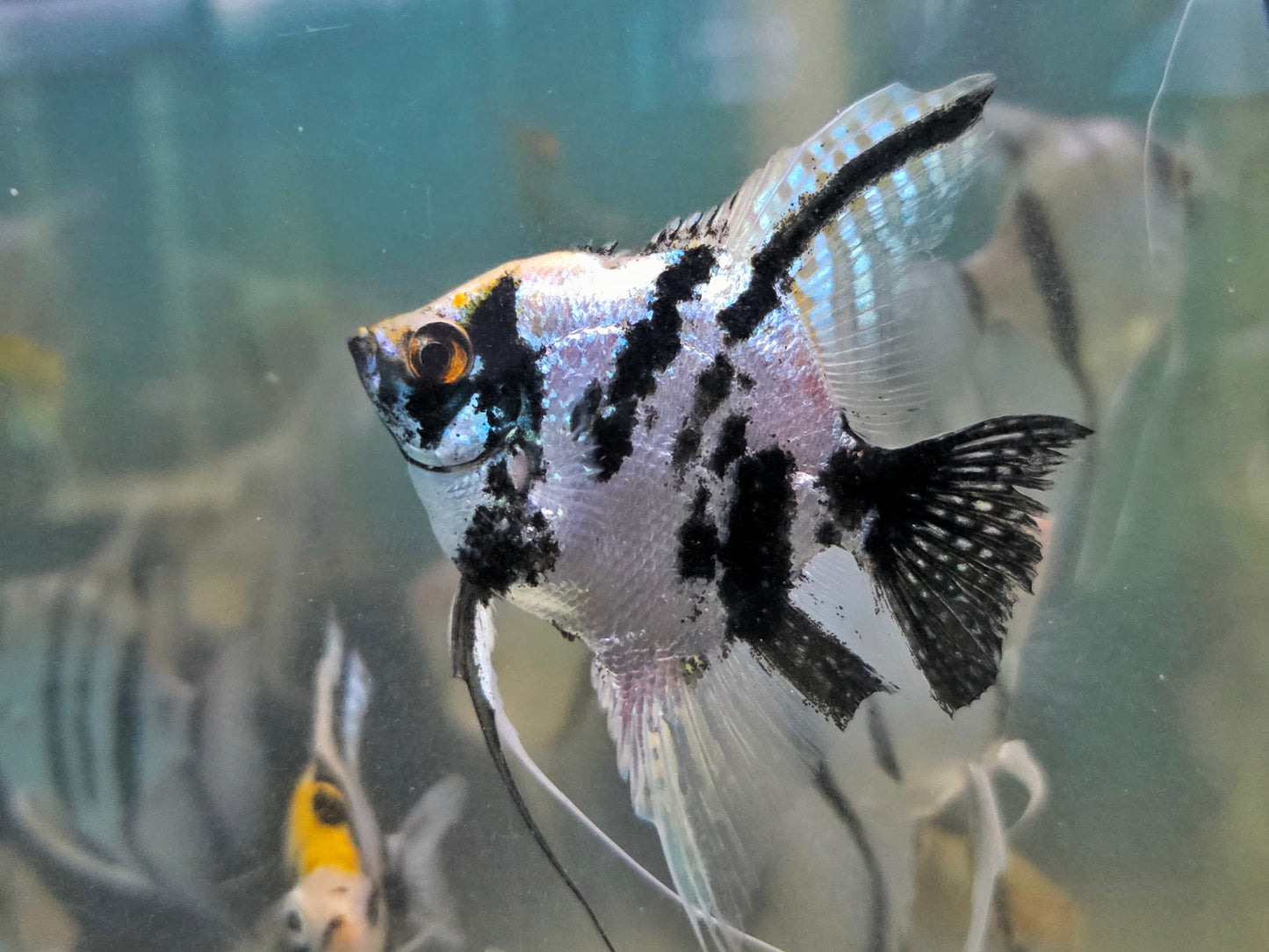 ASSORTED ANGEL (Pterophyllum "scalare") LARGE - Aquarists Across Canada