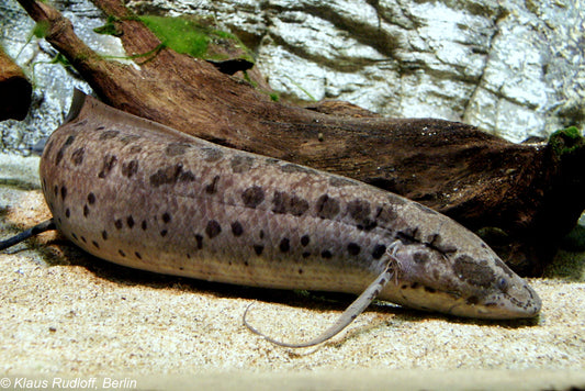 AFRICAN LUNGFISH (Protopterus annectens) 7-8"