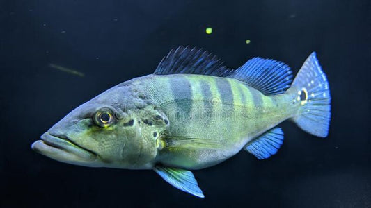 PEACOCK BASS *AZUL* (Cichla Piquiti) 2.5"