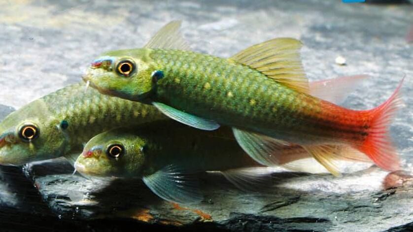 GARRA BURMESE RED TAIL (Garra panitvongi)