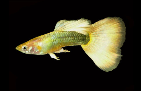 GUPPIES FULL GOLD ( PAIR ) (Poecilia reticulata)