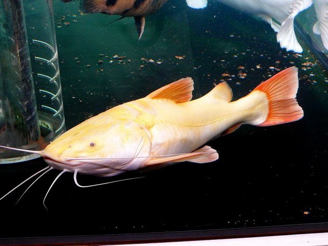 GOLDEN RED TAIL CATFISH (Phractocephalus hemioliopterus) 3"