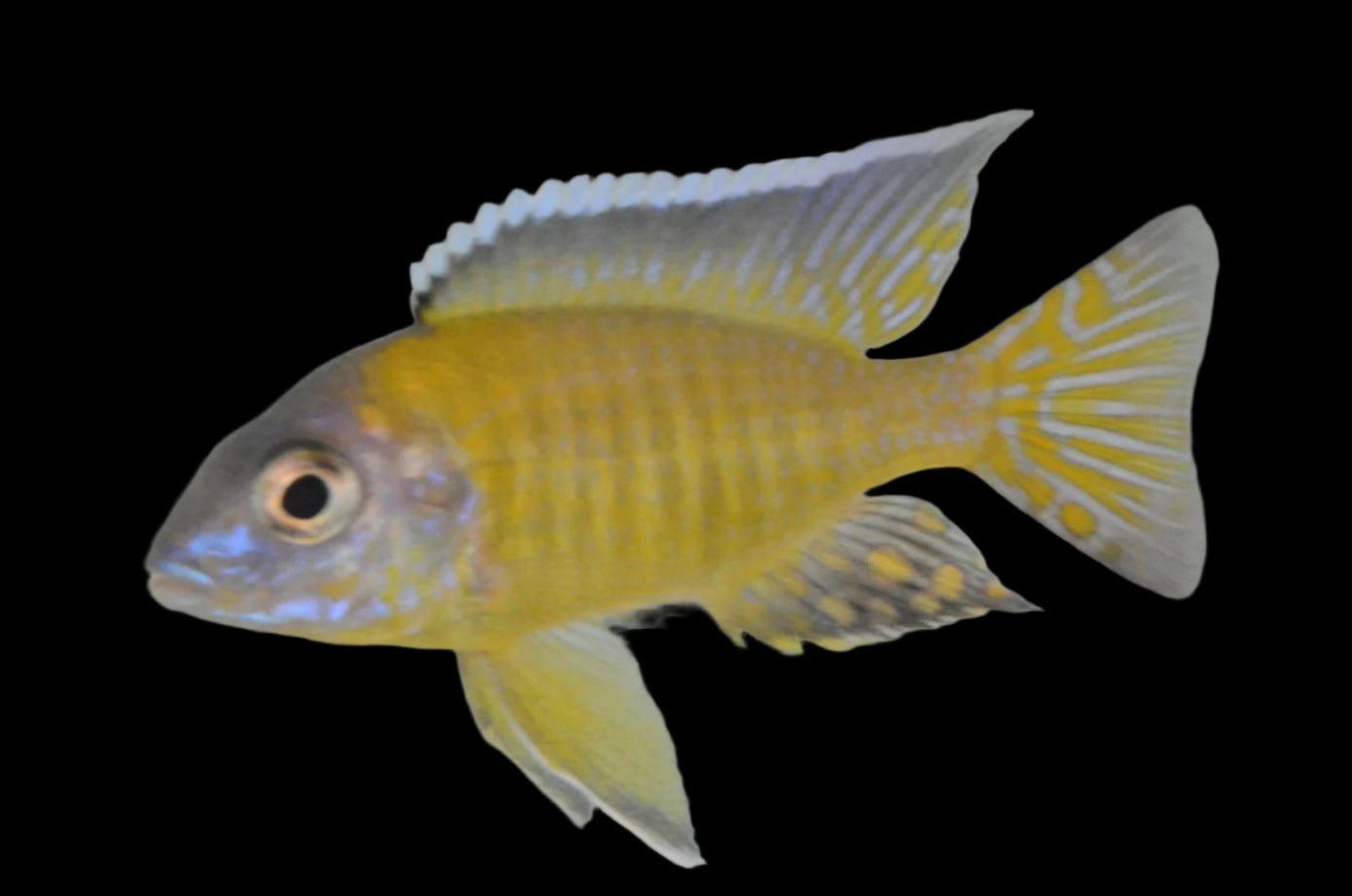 ALBINO AULONOCARA STUARTGRANTI (ALBINO BLUE NEON)