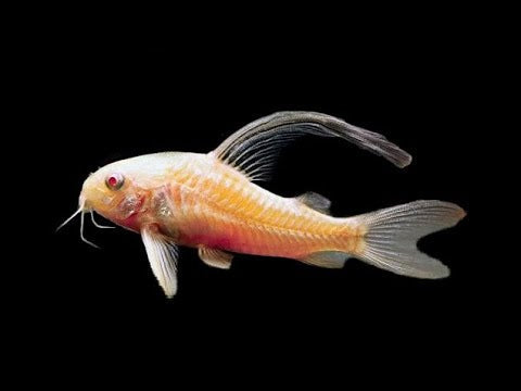 ALBINO CORYDORA LONGFIN (Corydoras aeneus .var)