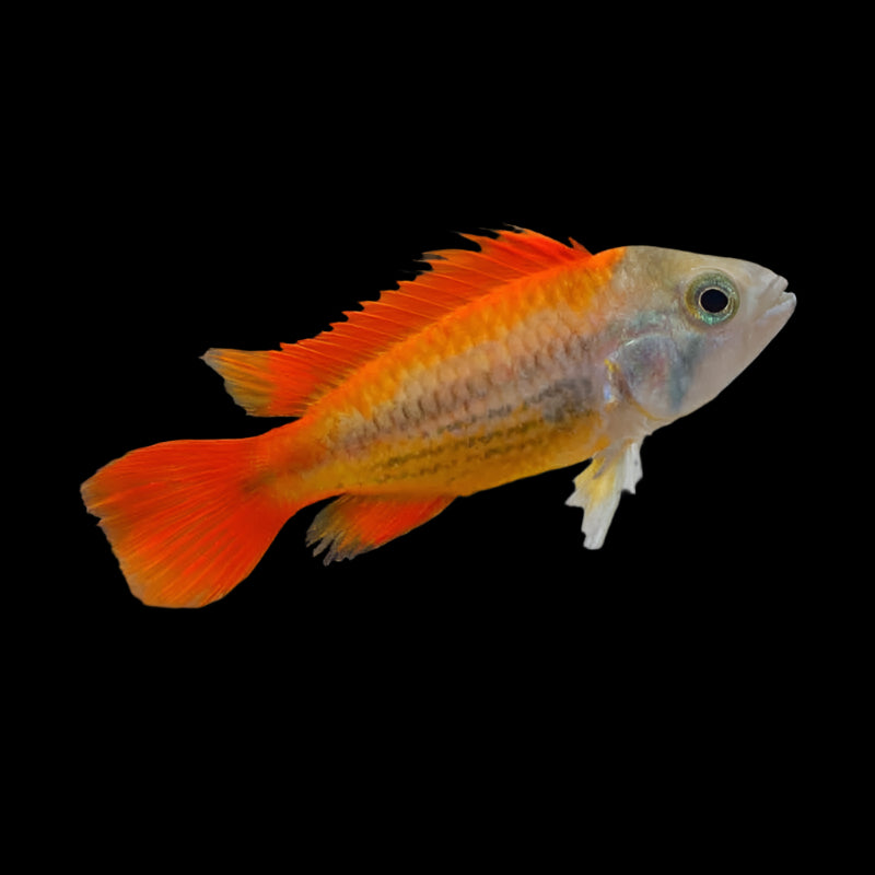 APISTOGRAMMA .SP MEGA ORANGE (Apistogramma Cacatoides .sp)