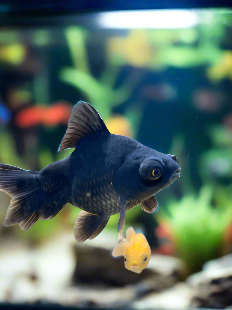 BLACK DRAGONEYE BROAD TAIL GOLDFISH (Carassius Auratus) LG A GRADE - Aquarists Across Canada