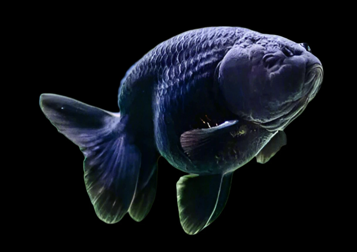 BLACK RANCHU (Carassius Auratus)