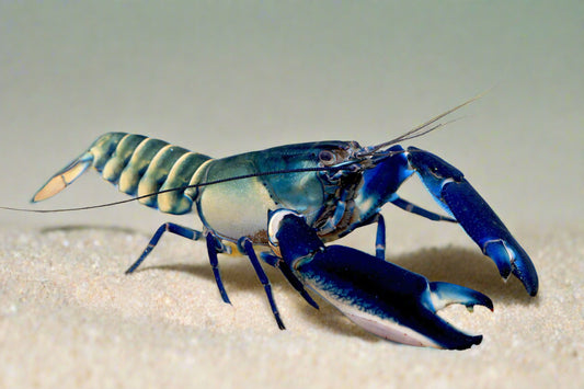 BLUE MOON TYPE II LOBSTER (Cherax gherardii .sp)
