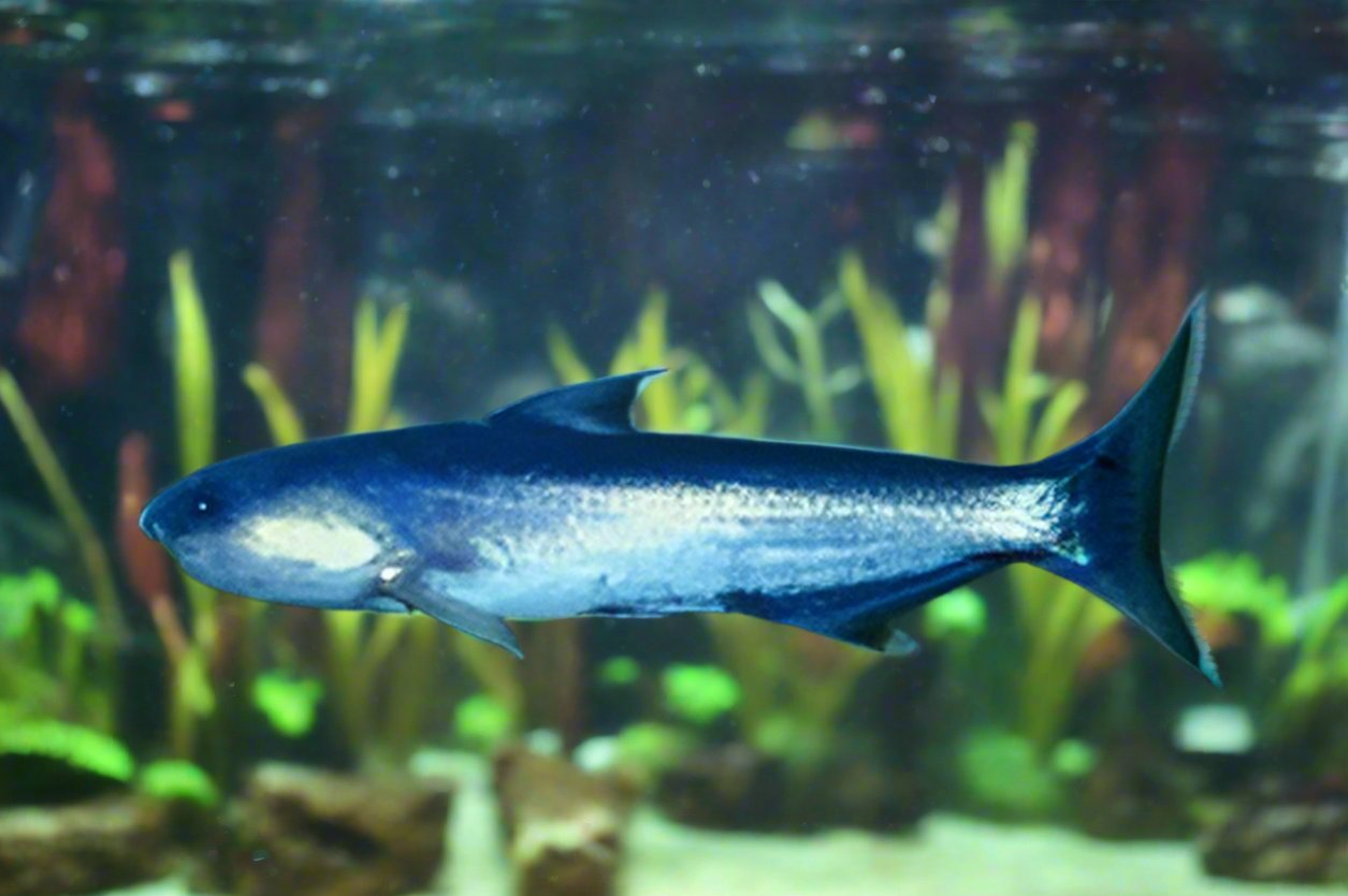 BLUE WHALE CATFISH (Cetopsis coecutiens) - Aquarists Across Canada