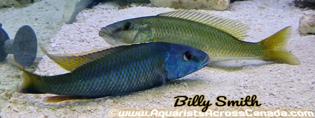 CHAMPSOCHROMIS CAERULEUS *MALAWI TROUT* (HOUSEBRED, F1) 1.5" UNSEXED - Aquarists Across Canada