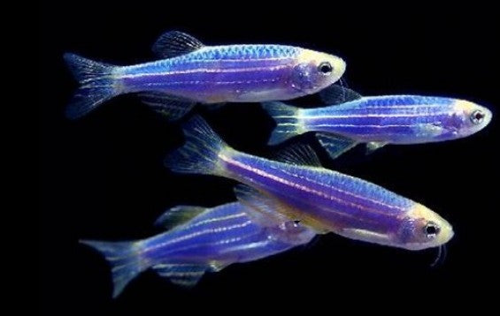 GLO COSMIC BLUE DANIO (Danio rerio. sp)