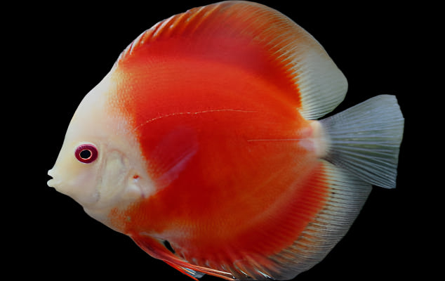DISCUS RED MARLBORO *Symphysodon aequifasciatus* 3"