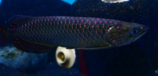PEARL AROWANA (Scleropages Jardini) 5"