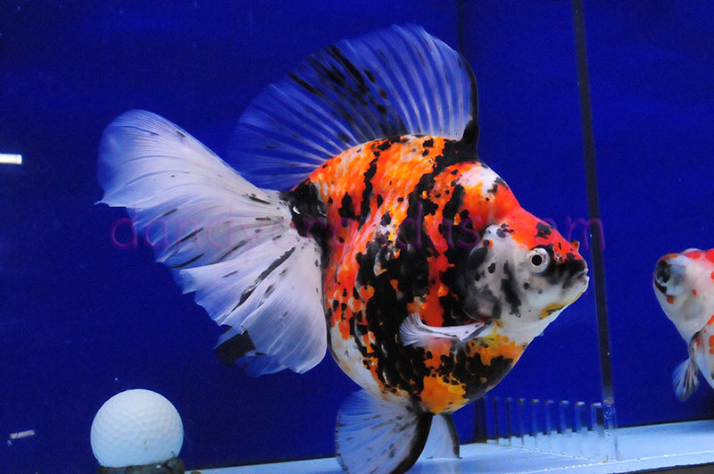 ASSORTED RYUKIN BROAD TAIL (carassius Auratus) 3-3.5"