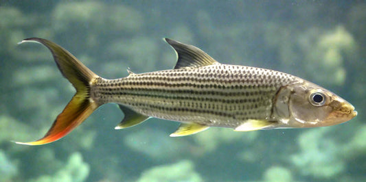 ELONGATE TIGERFISH (hydrocynus forskahlii) 5"