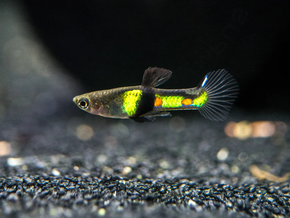 ENDLER EL TIGRE PAIRS (Poecilia wingei)