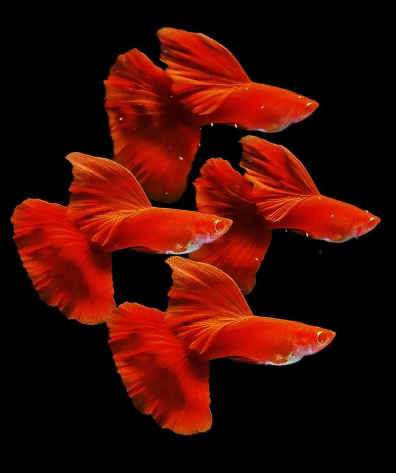 GUPPIES ALBINO FULL RED S GRADE PAIRS (Poecilia reticulata)