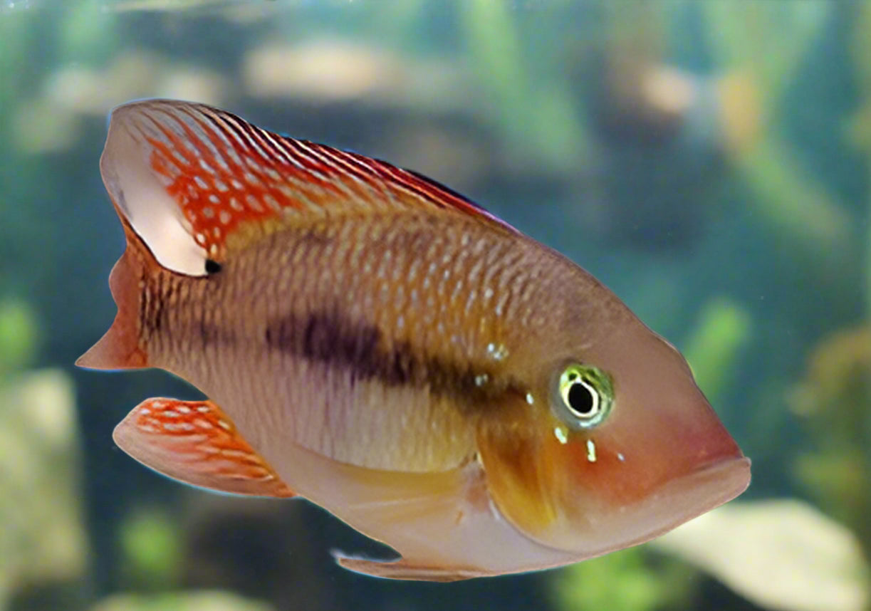 GEOPHAGUS BAHIA RED (geophagus Brasiliensis .sp Bahia Red) 3-4"