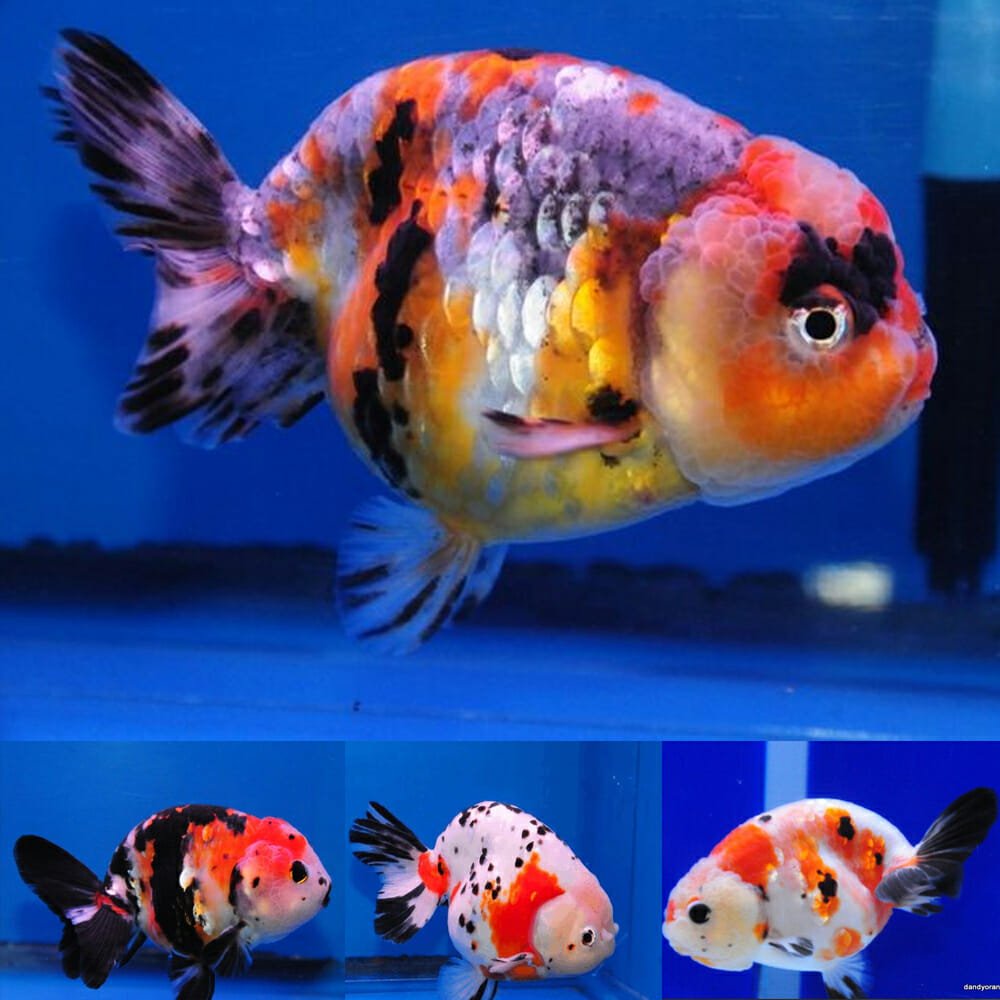 RANCHU CALICO (Carassius Auratus) 1.5"