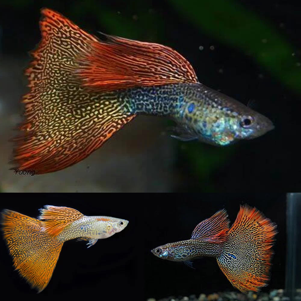 GUPPIES RED LACE MALE ONLY (Poecilia reticulata)