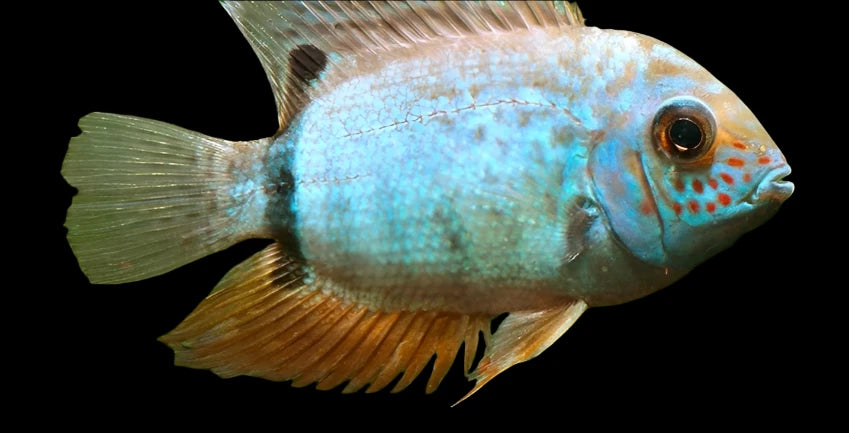 BLUE TURQUOISE SEVERUM (Heros .Sp Turquoise)