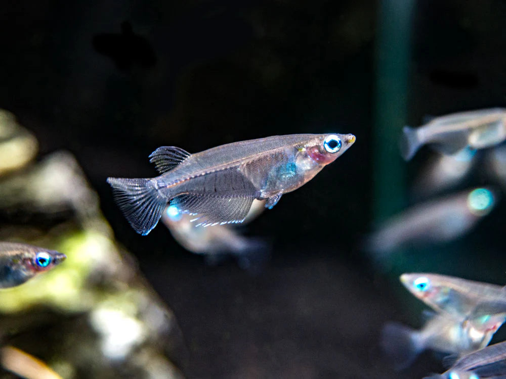 INDIAN RICE FISH (Oryzias dancena) *Cold water*