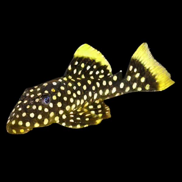 L177 YELLOW SEAM GOLD NUGGET PLECO (Baryancistrus) - Aquarists Across Canada
