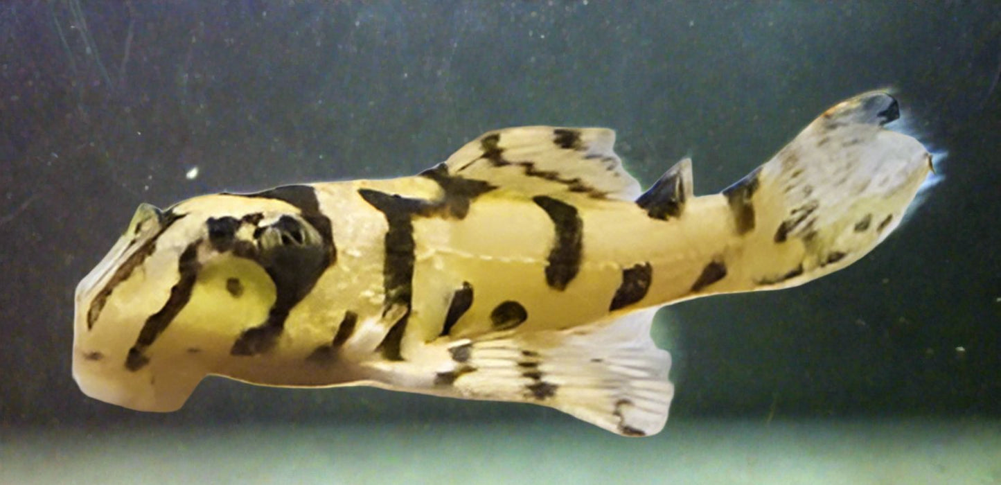 L236 "YELLOW" ZEBRA PLECO (Hypancistrus zebra)