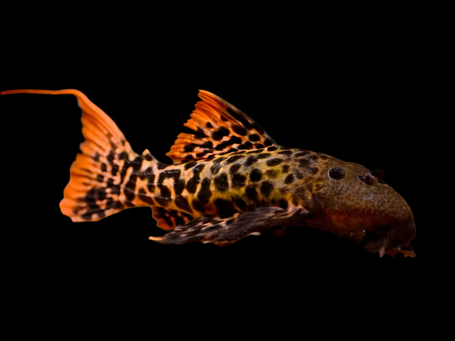 L273 RED TITANIC PLECO (Pseudacanthicus .Sp) 4" upsized RARE