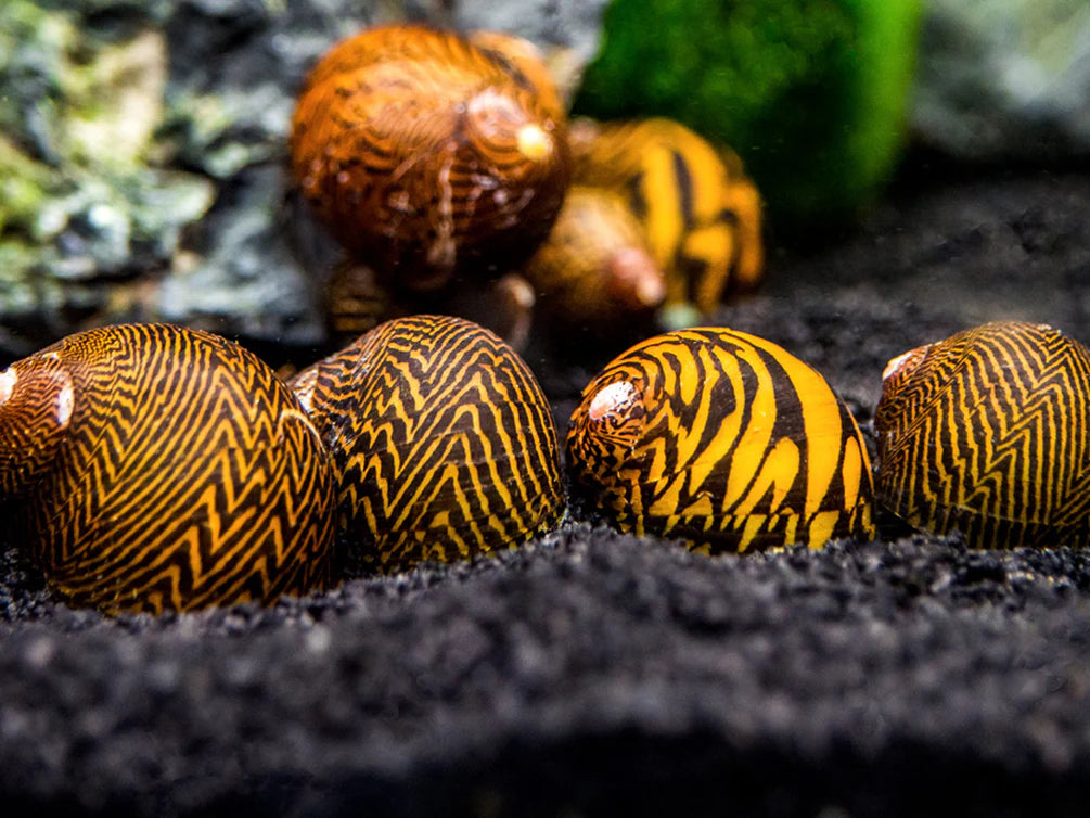 LIGHTNING BOLT NERITE SNAIL (Neritodryas dubia)