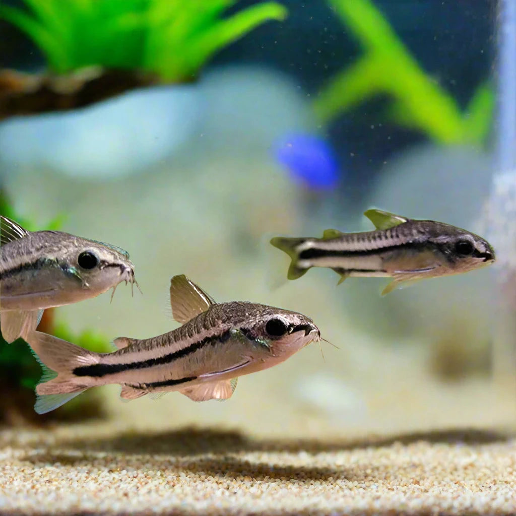 PYGMY CORYDORA (Corydoras pygmaeus)