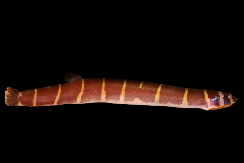 GIANT KUHLI LOACH (Pangio Myersi)