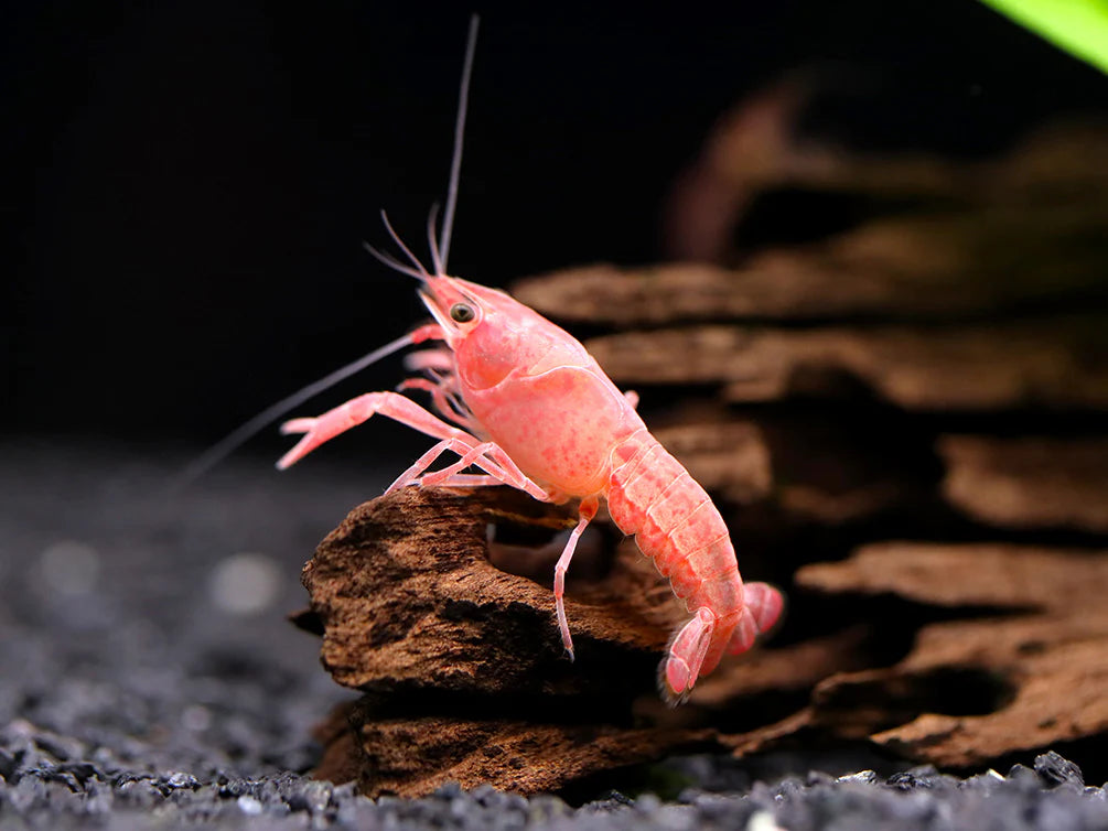 PINK SAKURA CRAYFISH (procambarius clarkii .sp)