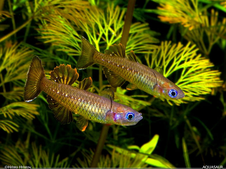DELICATE BLUE EYE RAINBOW (pseudomugil tenellus)