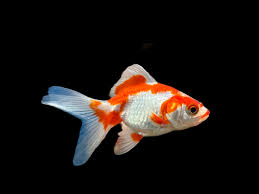 RED AND WHITE RYUKIN BROAD TAIL (carassius Auratus) 3" 2402