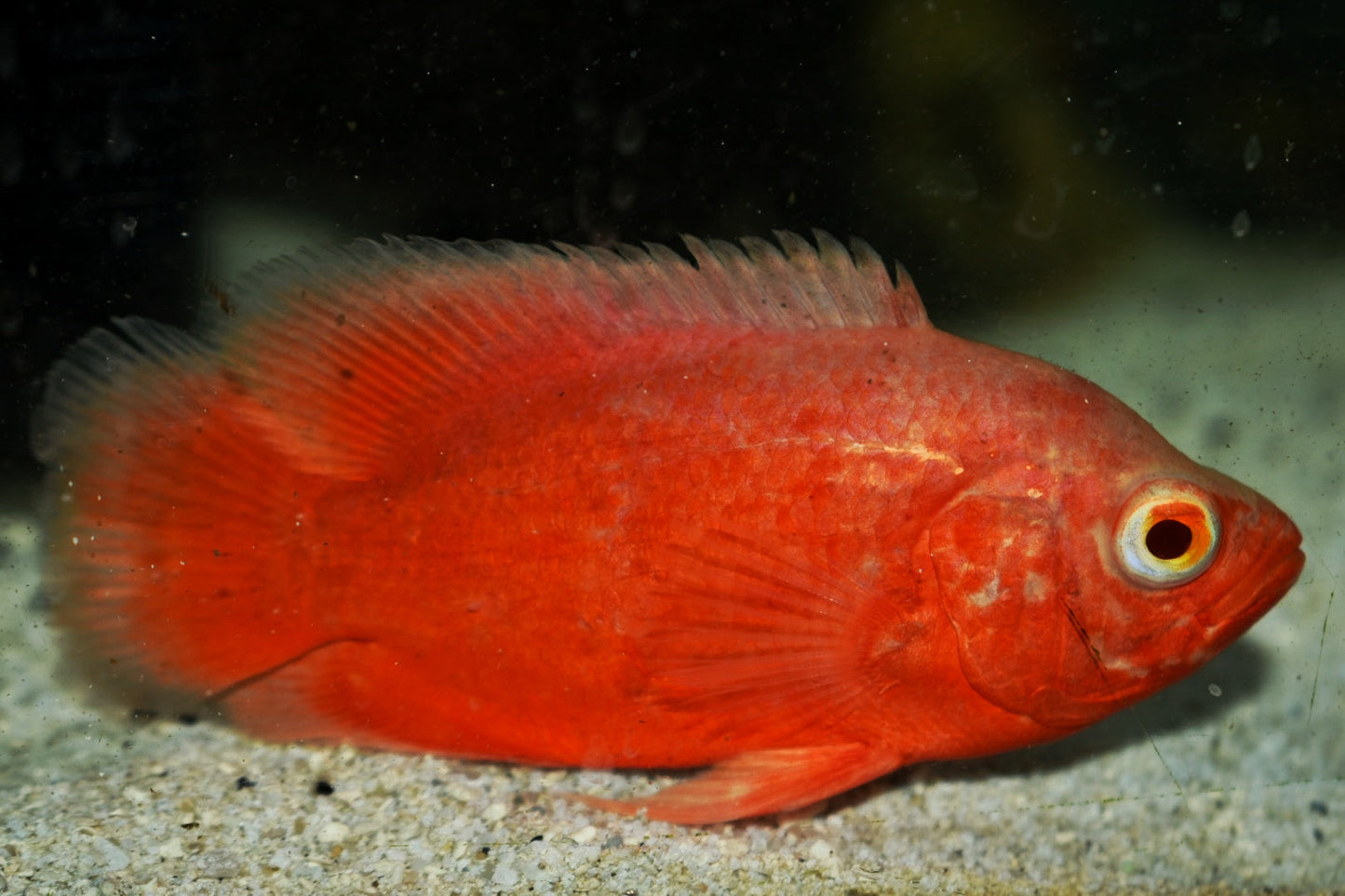 RED CHILI OSCAR (Astronotus ocellatus) 2-2.5"