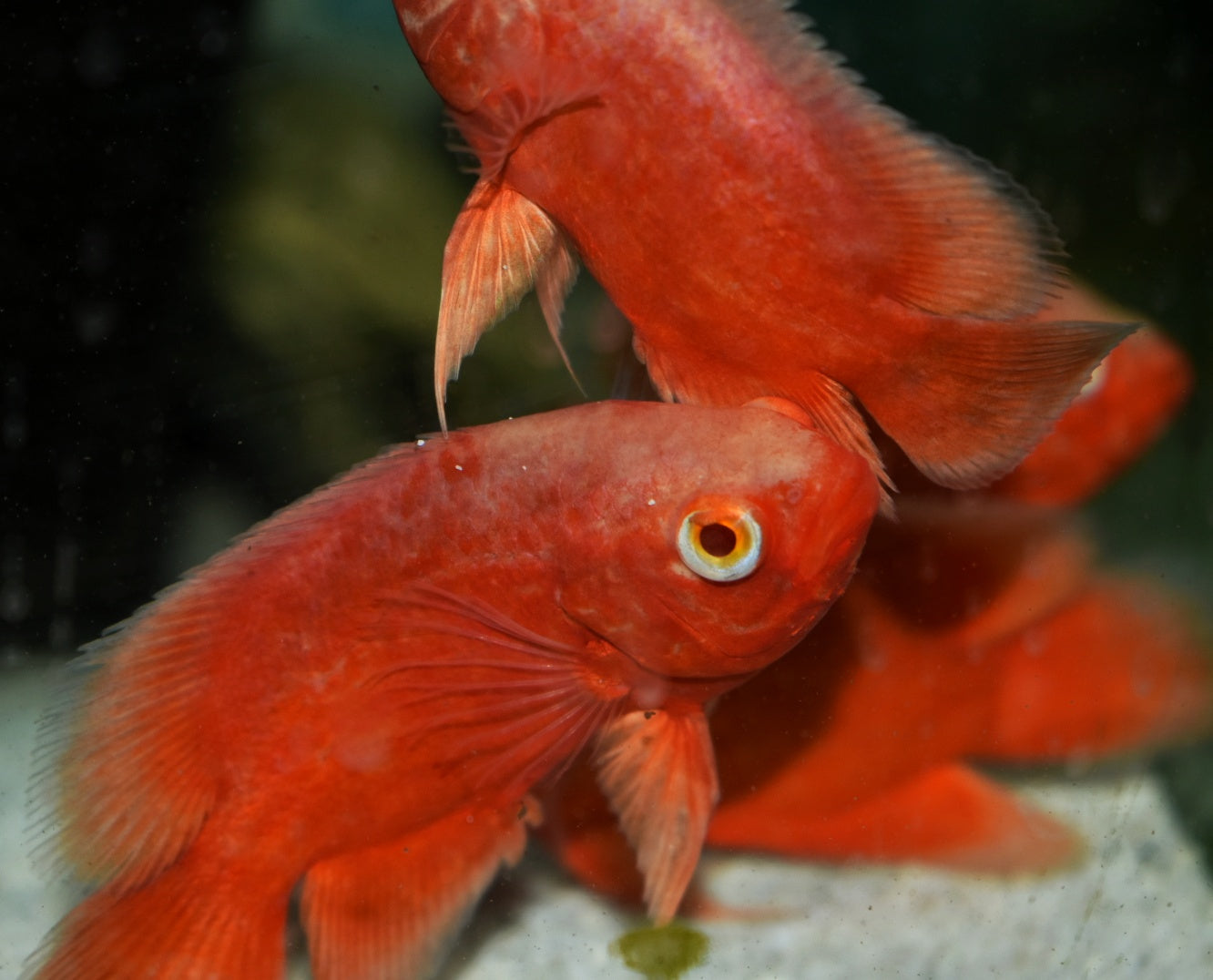 RED CHILI OSCAR (Astronotus ocellatus) 2-2.5"