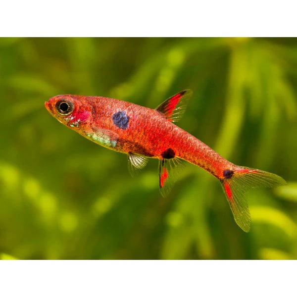 THREE SPOT (DWARF RASBORA) (Rasbora maculata) - Aquarists Across Canada