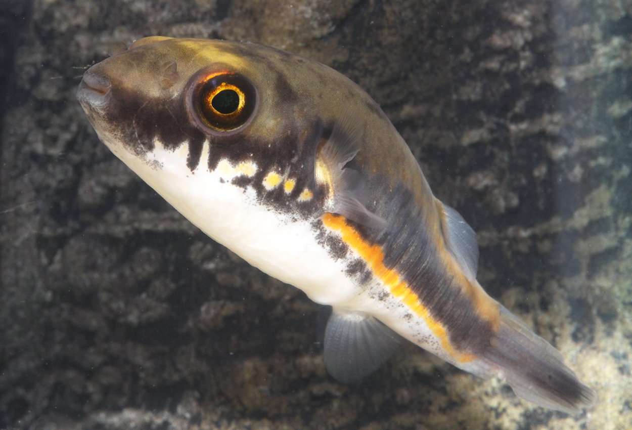 SAMURAI PUFFER (Dichotomyctere erythrotaenia)