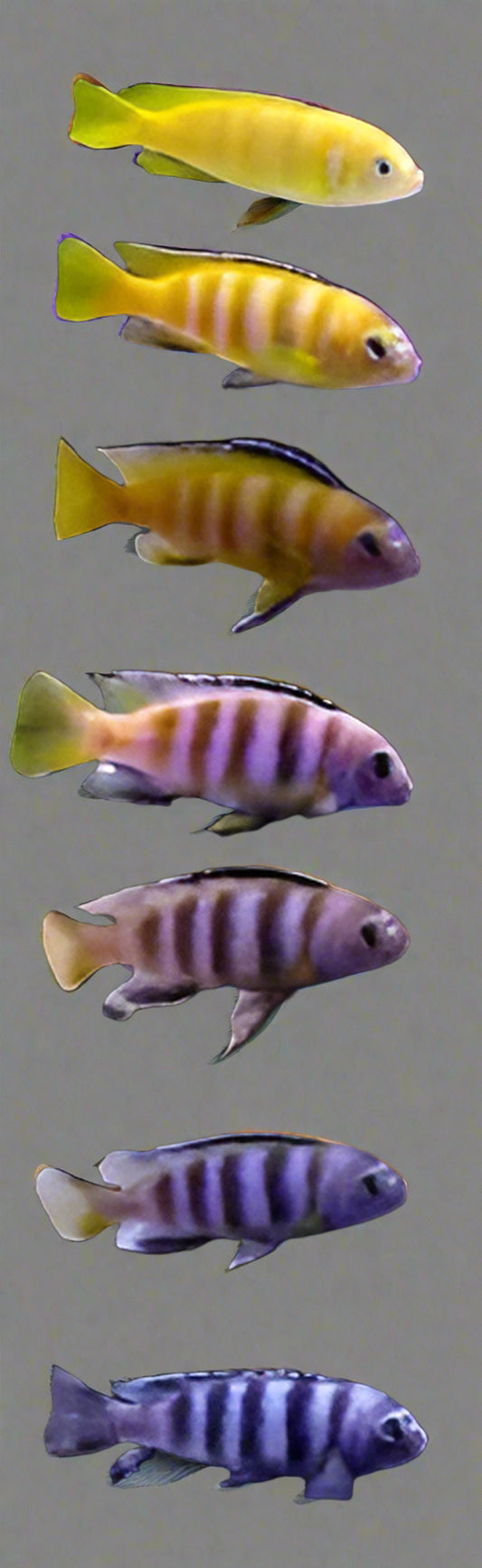 SAULOSI (Chindongo Saulosi)