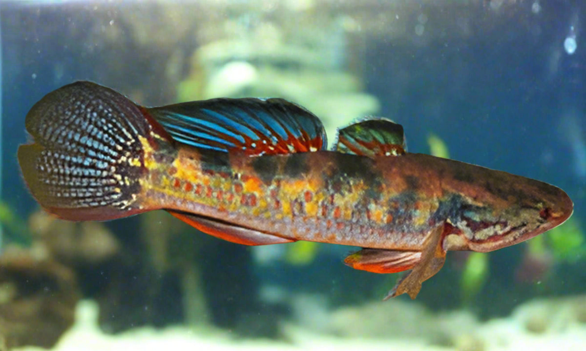 SNAKEHEAD GUDGEON GOBY RARE! (Giuris margaritacea) 5"