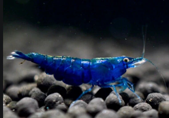 BLUE DIAMOND SHRIMP (Neocaridina davidi. Var)