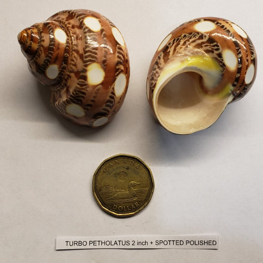 Hermit Crab Shell Spotted 1.75" to 2.25" single pack