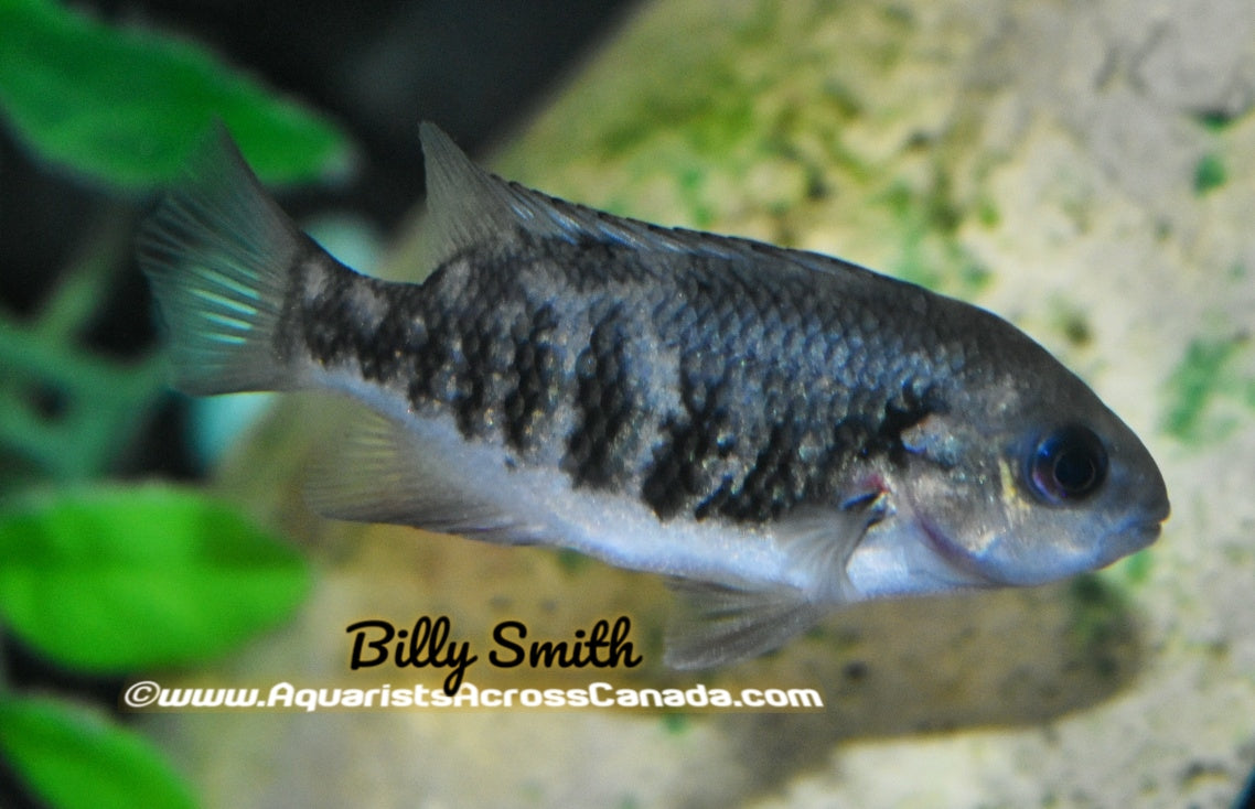 TUBA (Tomacichlia Tuba) 4" - Aquarists Across Canada