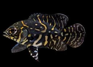 WILD OSCAR (Astronotus ocellatus) "Marajo"